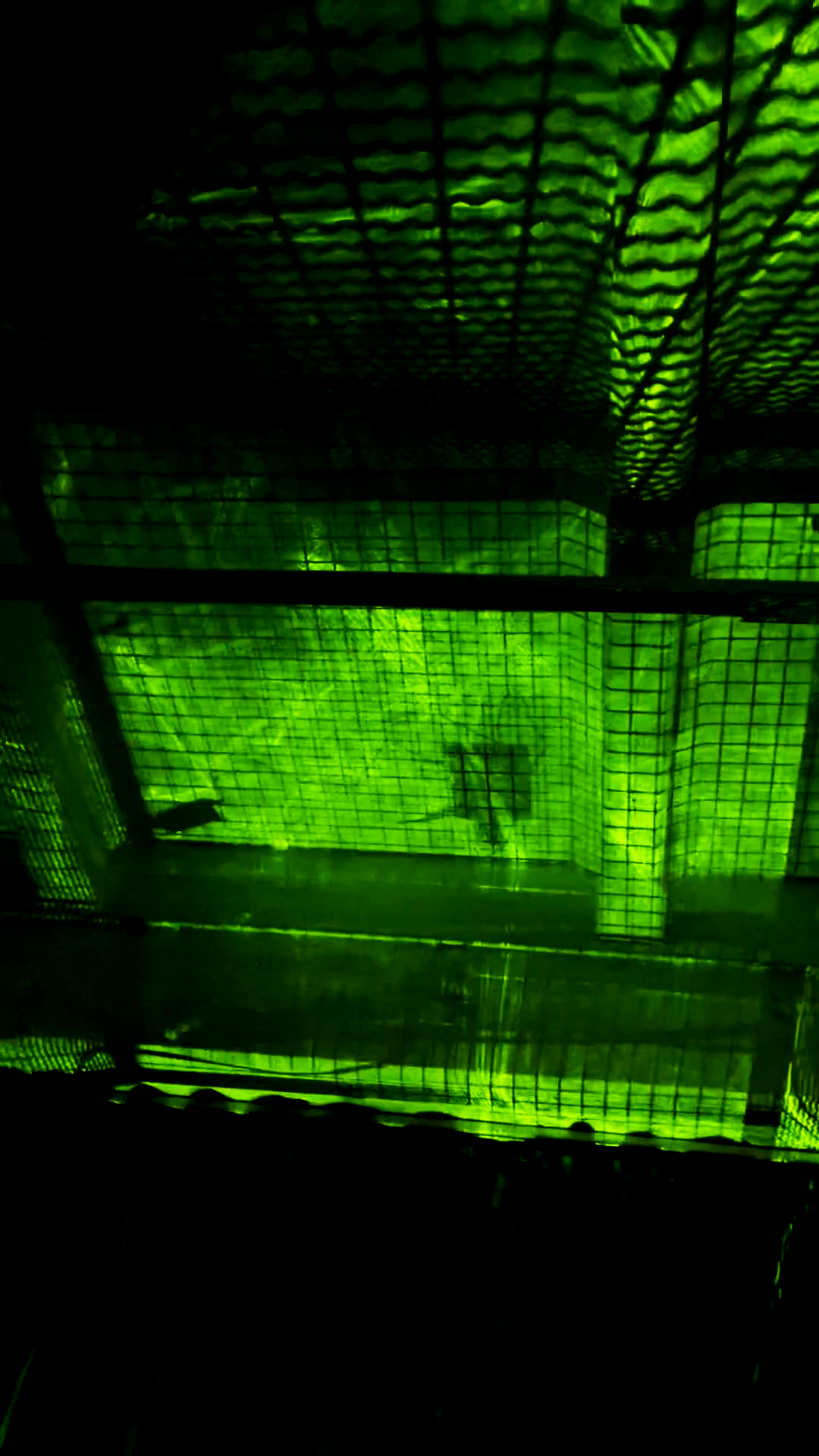 Le Cannibale Halloween Party